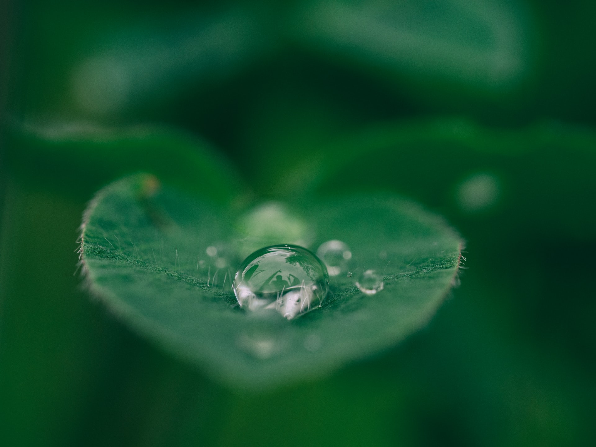 water-leaf